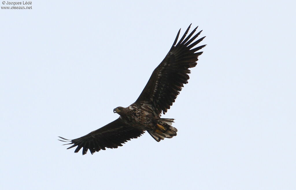 White-tailed Eagle