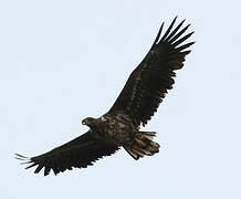 White-tailed Eagle