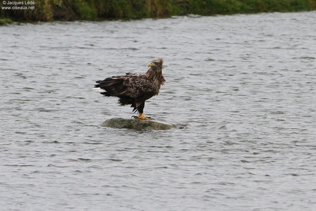 White-tailed Eagle