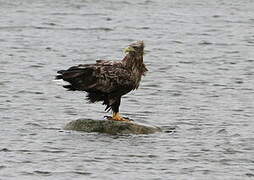 White-tailed Eagle