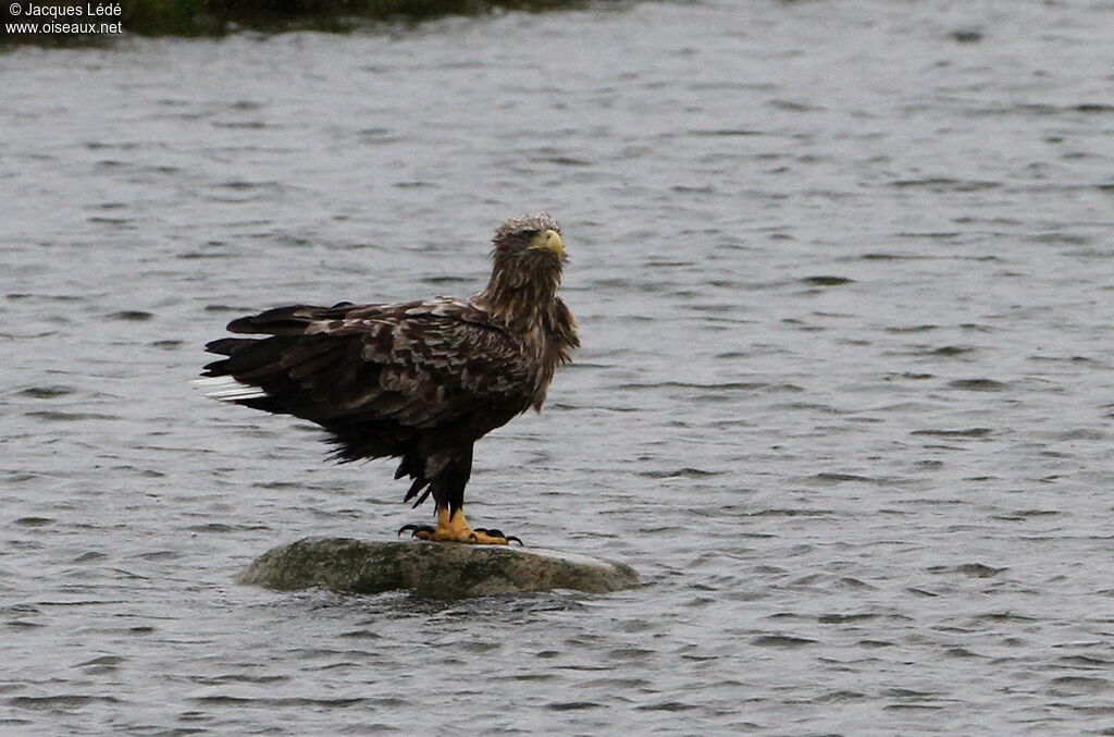 White-tailed Eagle