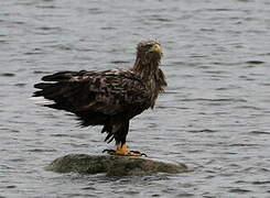 White-tailed Eagle