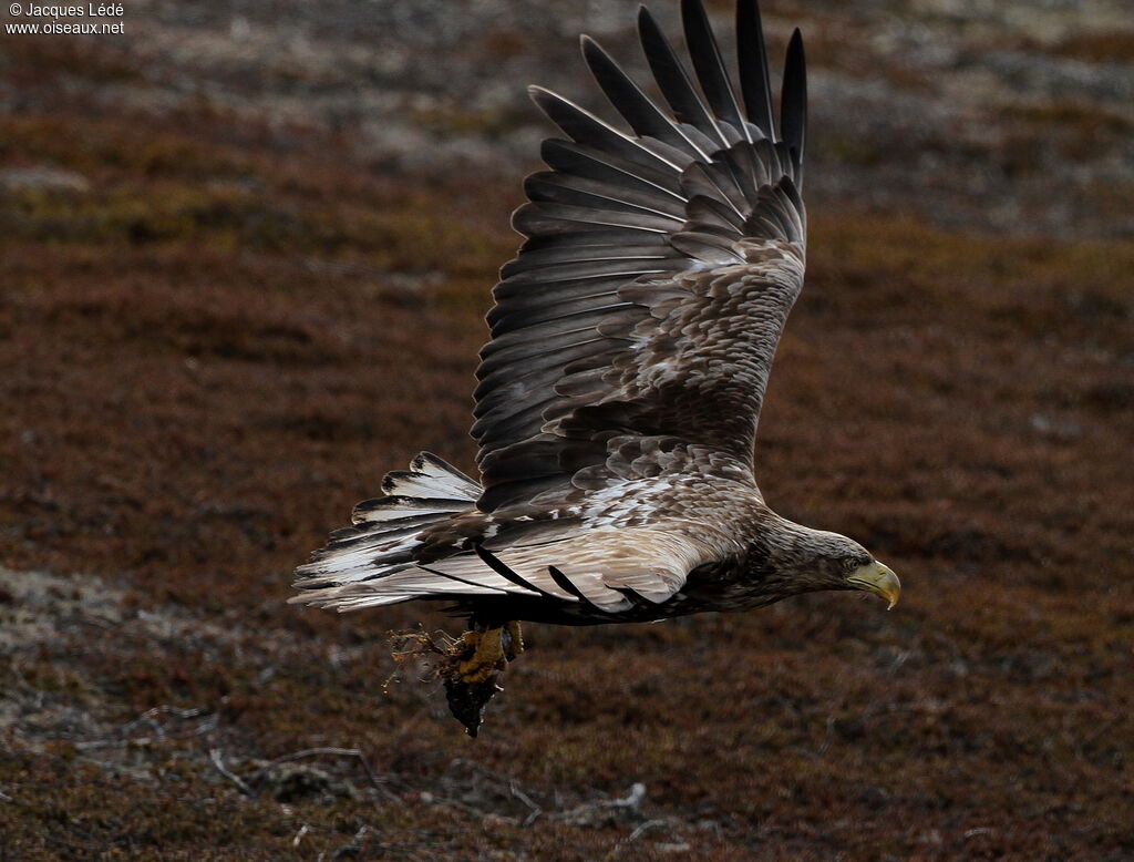 White-tailed Eagle