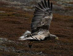 White-tailed Eagle