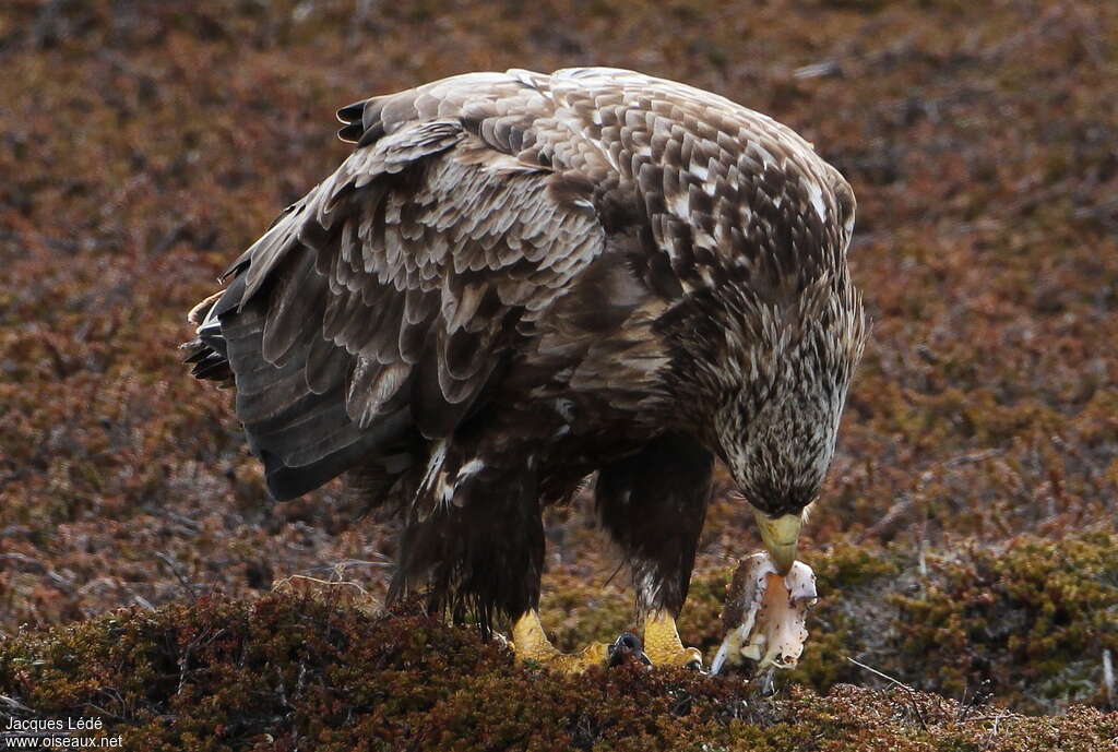 White-tailed Eagleimmature, feeding habits, fishing/hunting