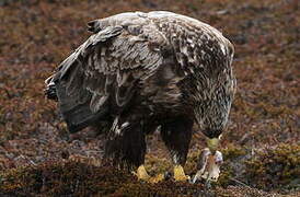 White-tailed Eagle