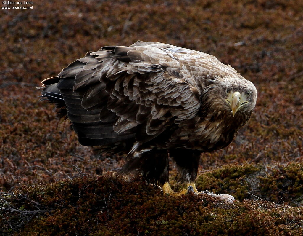 White-tailed Eagle