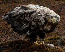 White-tailed Eagle