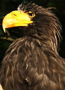 Steller's Sea Eagle