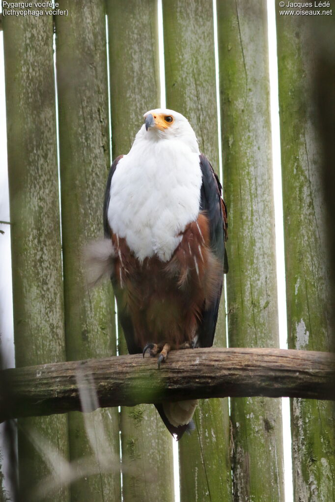 African Fish Eagle