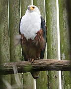 African Fish Eagle