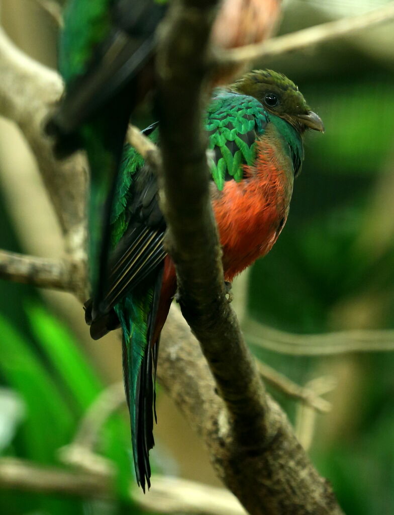 Golden-headed Quetzal