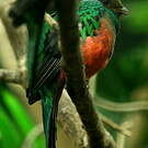 Quetzal doré