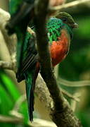 Golden-headed Quetzal