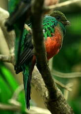 Quetzal doré