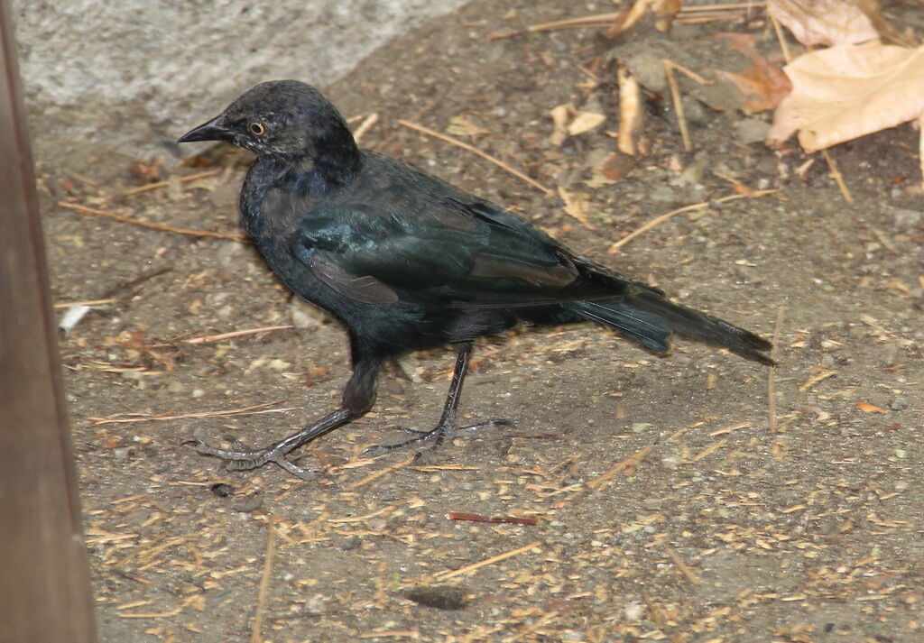 Brewer's Blackbird