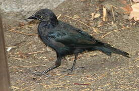 Brewer's Blackbird