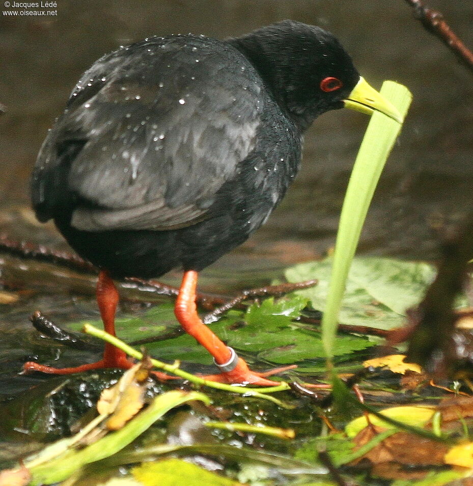 Black Crake