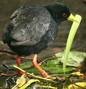 Black Crake