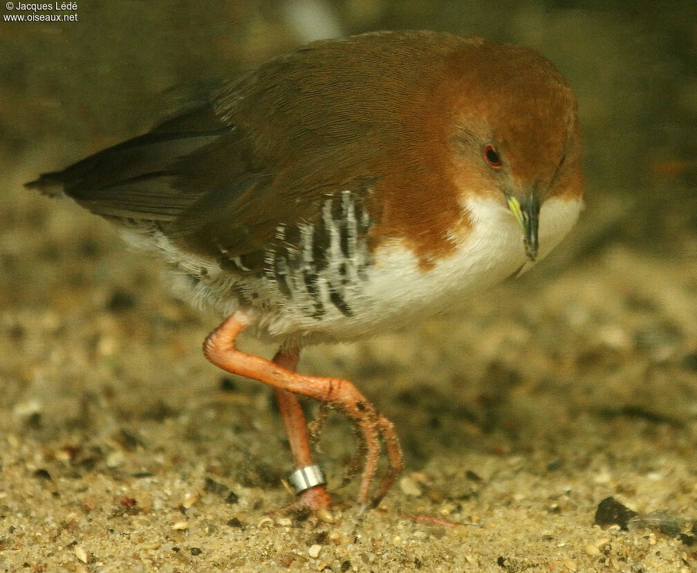 Red-and-white Crake