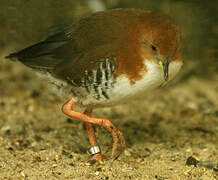 Red-and-white Crake