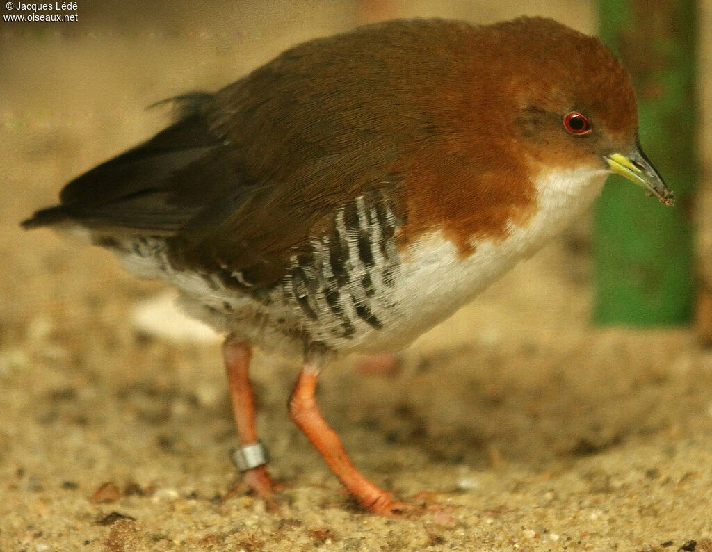 Râle blanc et roux