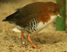 Red-and-white Crake