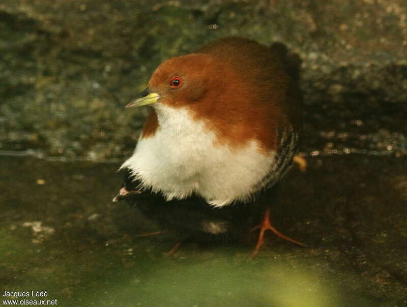 Red-and-white Crakeadult