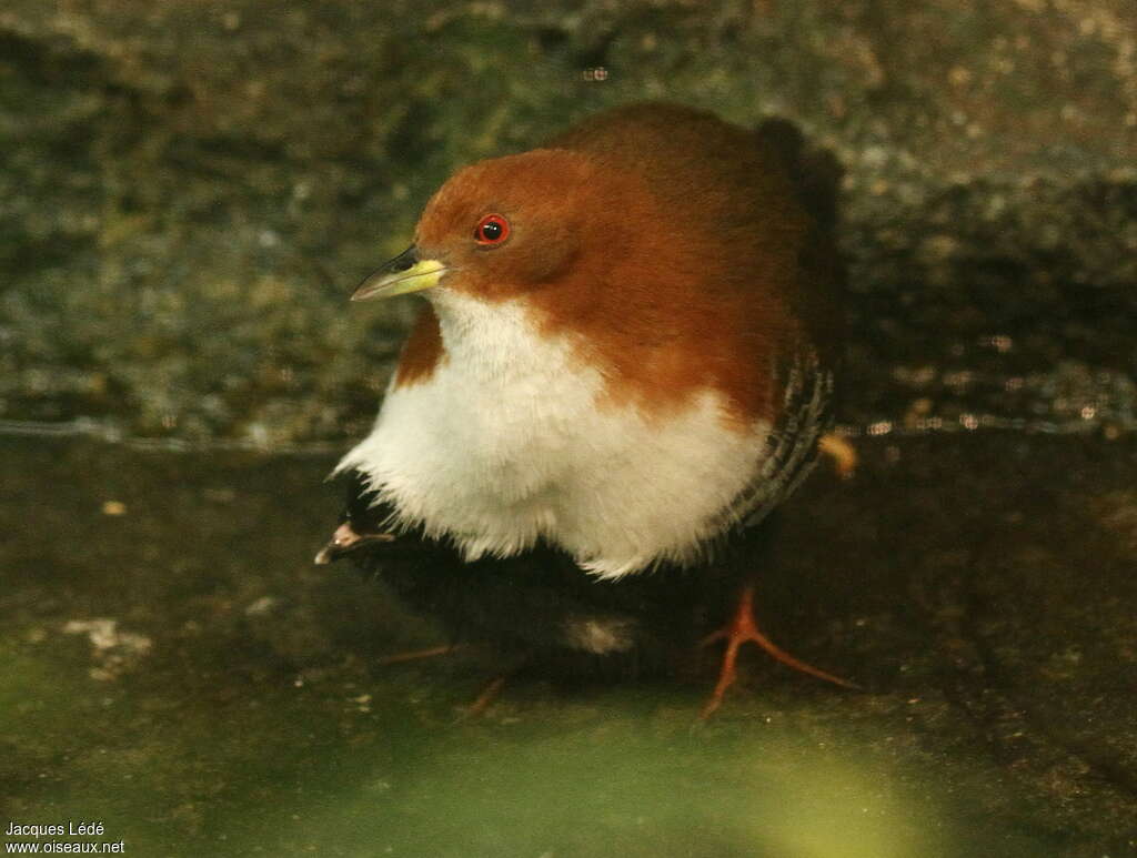 Red-and-white Crakeadult