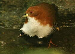 Red-and-white Crake