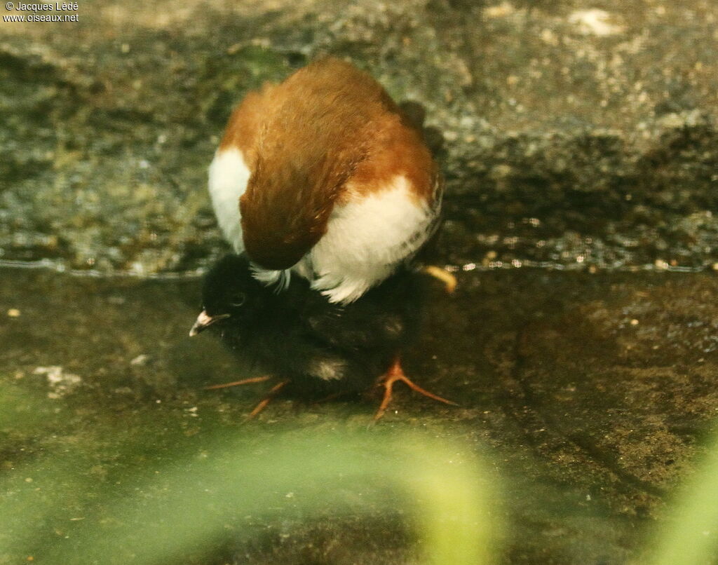 Red-and-white Crake