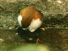 Red-and-white Crake