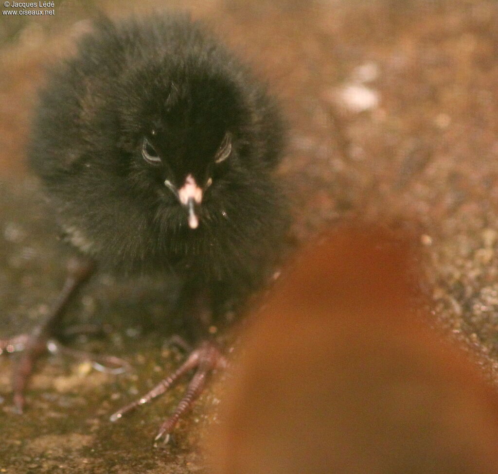 Red-and-white Crake