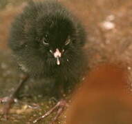 Red-and-white Crake