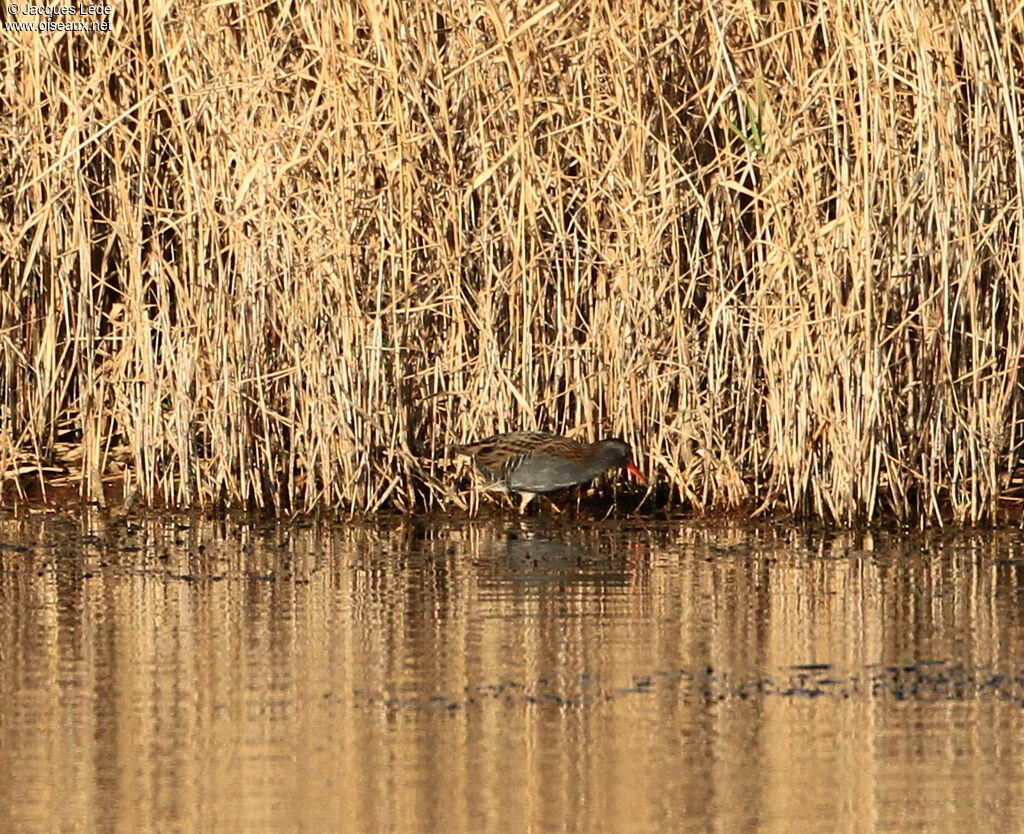 Water Rail