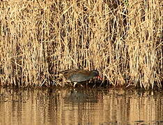 Water Rail