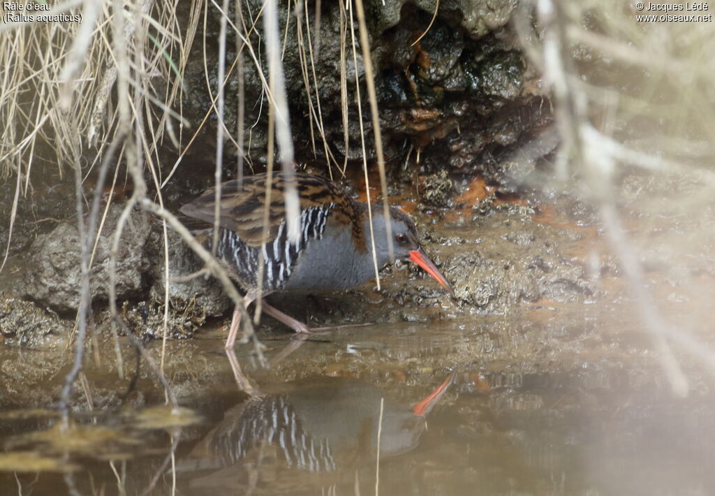 Water Rail