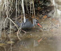 Water Rail