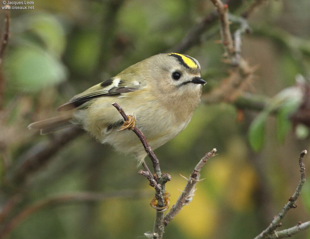 Goldcrest