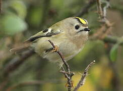 Goldcrest