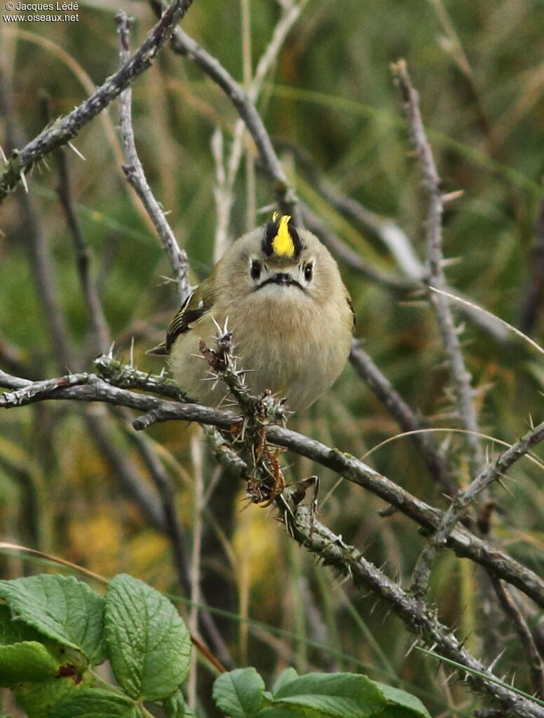 Goldcrest