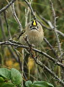 Goldcrest