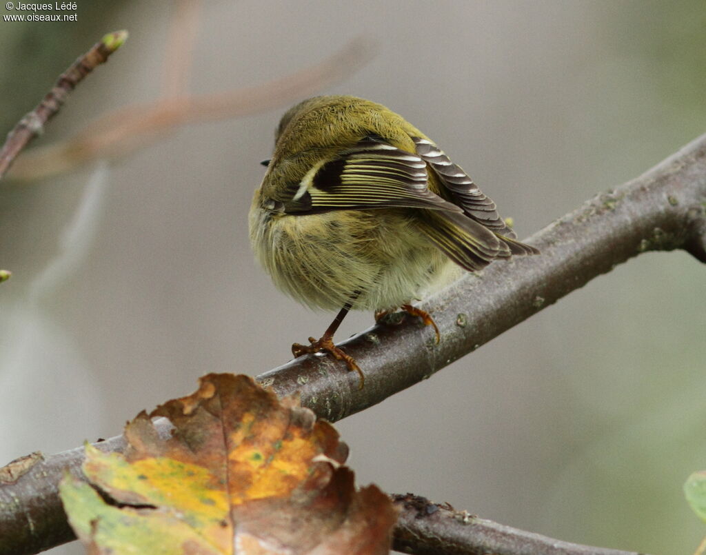 Goldcrest