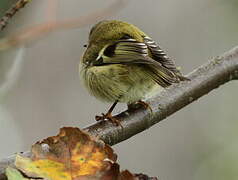 Goldcrest