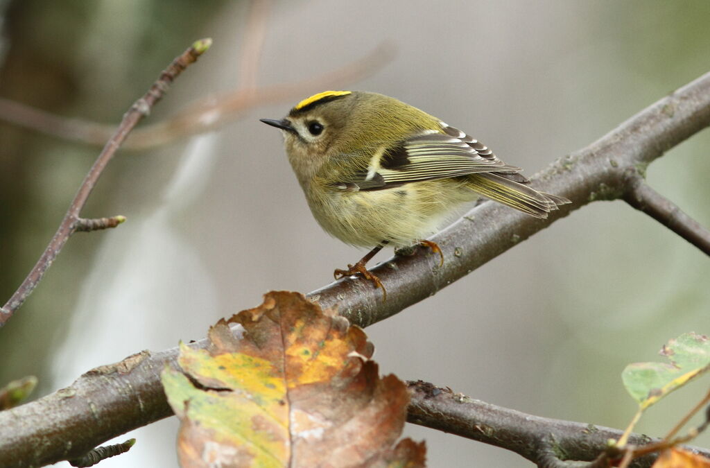 Goldcrest