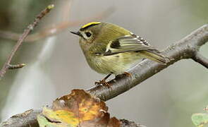 Goldcrest