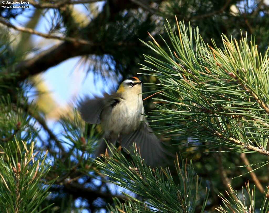 Common Firecrest