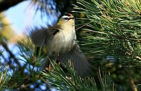 Common Firecrest