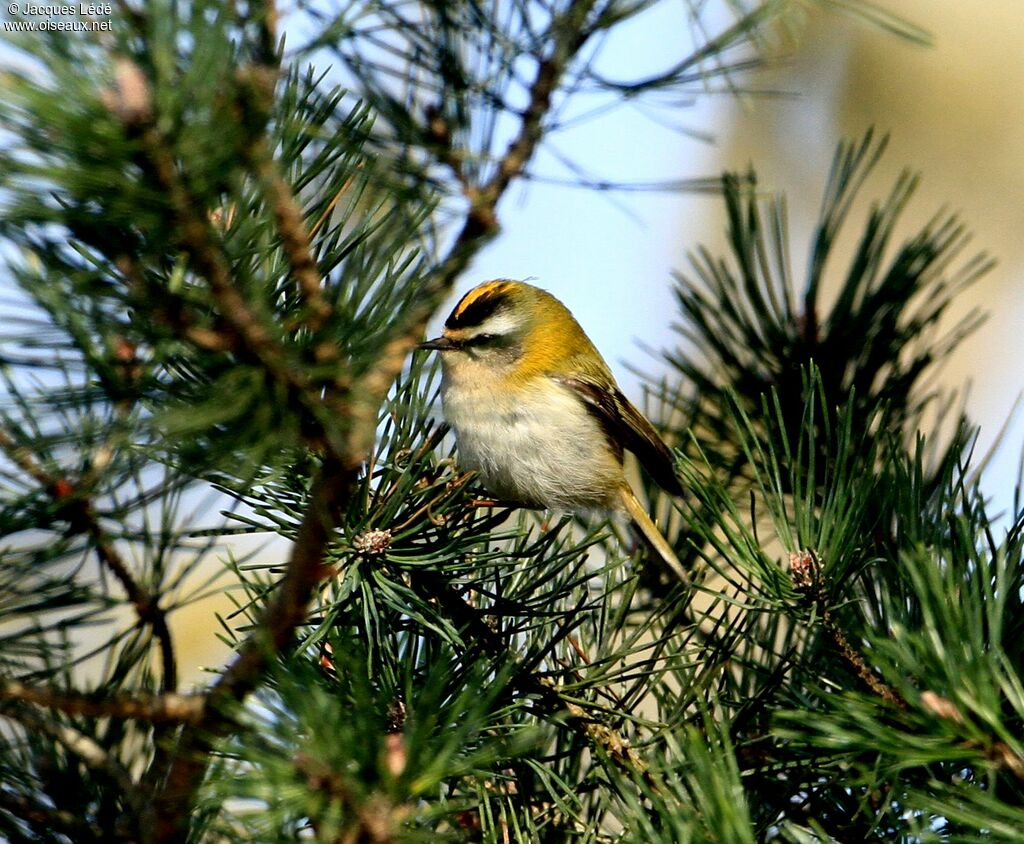 Common Firecrest