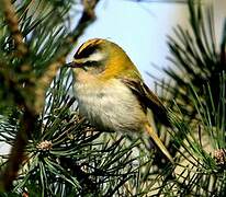 Common Firecrest